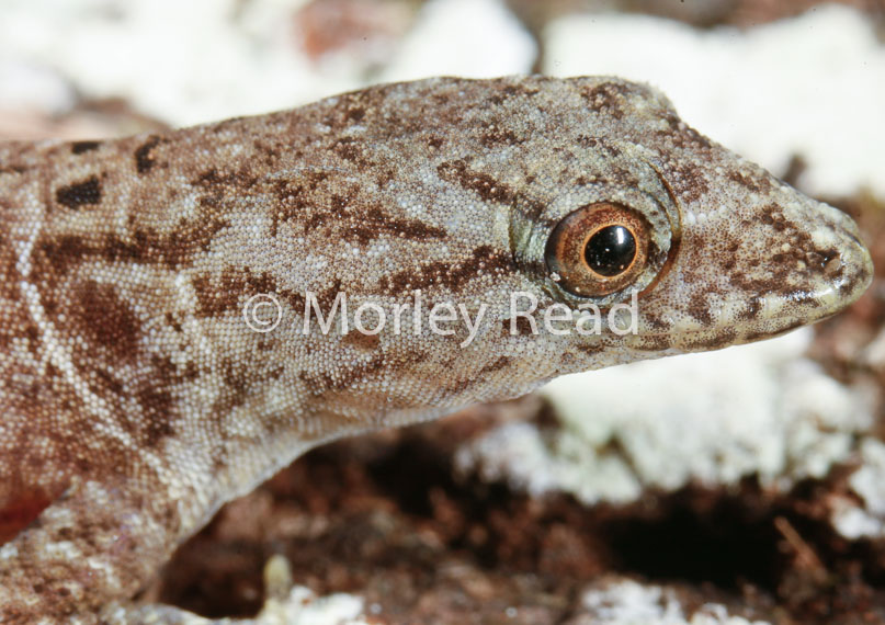 Gonatodes humeralis