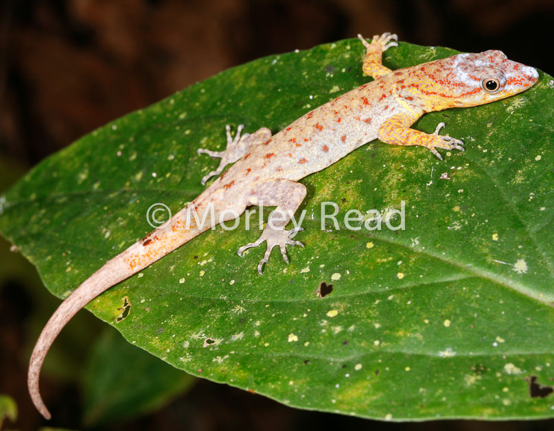 Gonatodes humeralis