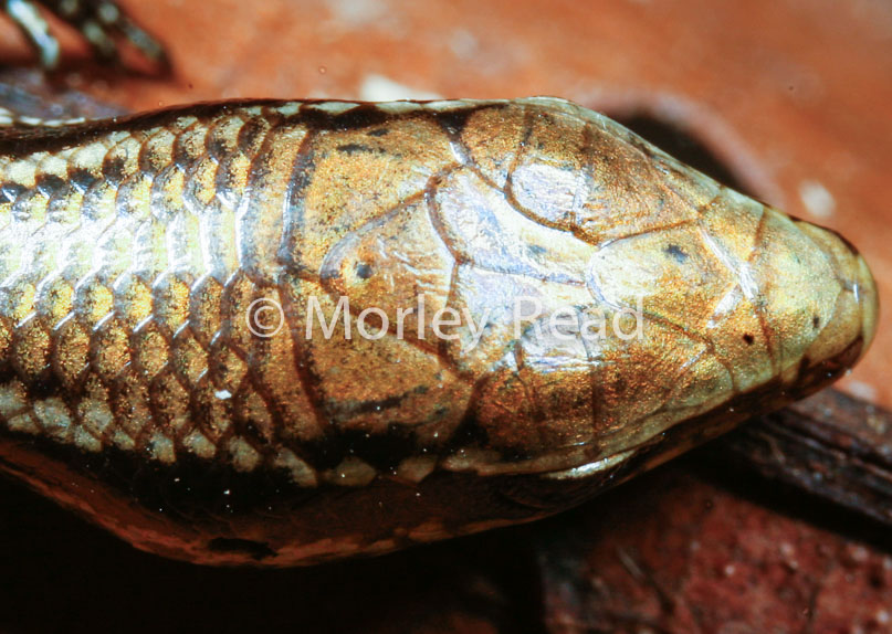 Mabuya nigropunctata