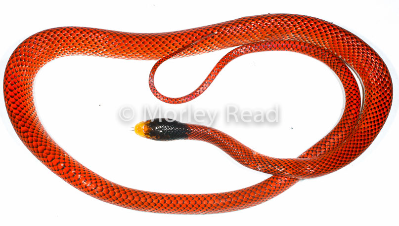 Oxyrhopus formosus