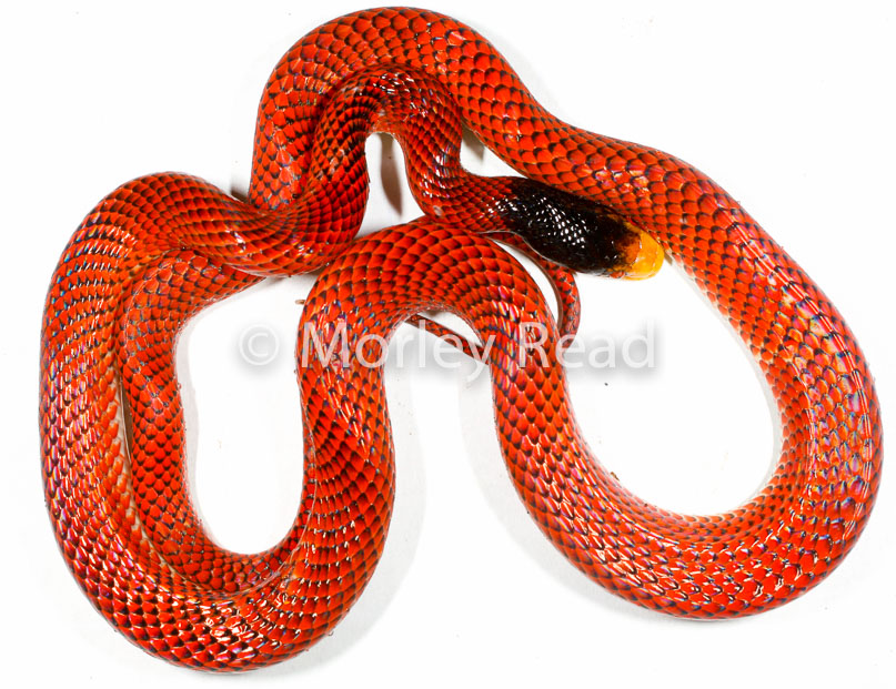 Oxyrhopus formosus