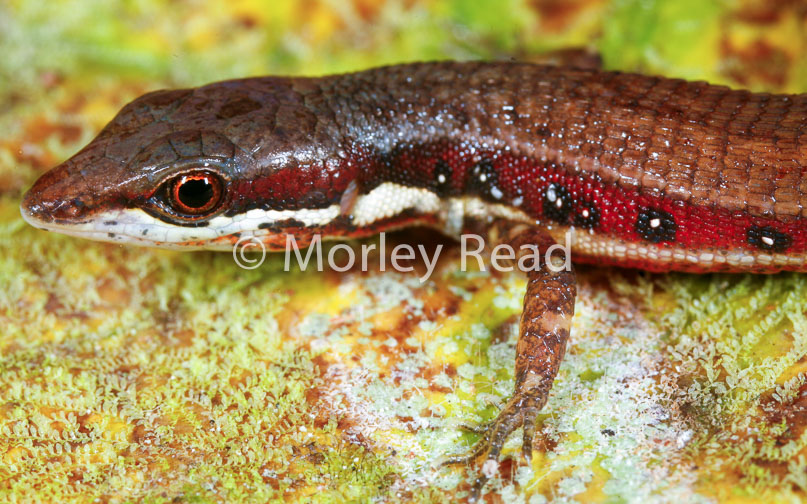 Cercosaura oshaugnesseyi