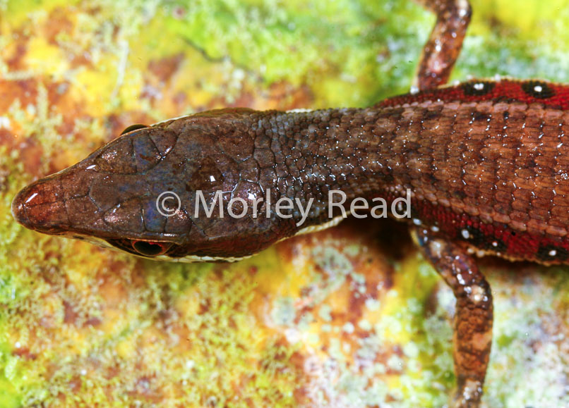 Cercosaura oshaugnesseyi