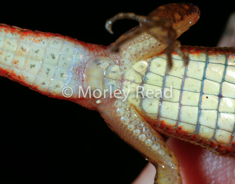 Cercosaura oshaugnesseyi