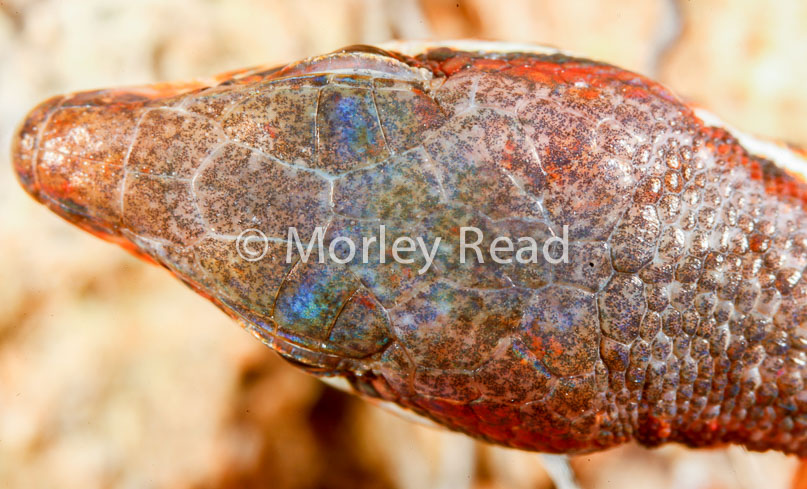 Cercosaura oshaugnesseyi