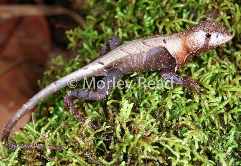Stenocercus fimbriatus